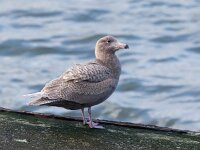 Larus hyperboreus 67, Grote burgemeester, Saxifraga-Bart Vastenhouw