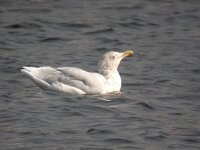 Larus hyperboreus 7, Grote burgemeester, Saxifraga-Peter Meininger