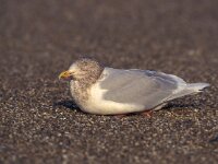 Larus hyperboreus 8, Grote burgemeester, Saxifraga-Arie de Knijff