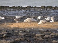 Larus hyperboreus 9, Grote burgemeester, first winter, Saxifraga-Peter Meininger
