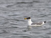 Larus ichthyaetus 2, Reuzenzwartkopmeeuw, Saxifraga-Mark Zekhuis