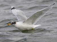 Larus ichthyaetus 3, Reuzenzwartkopmeeuw, Saxifraga-Mark Zekhuis