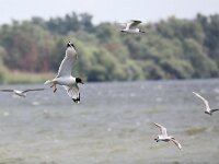 Larus ichthyaetus 5, Reuzenzwartkopmeeuw, Saxifraga-Henk Baptist