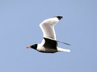 Larus ichthyaetus 6, Reuzenzwartkopmeeuw, Saxifraga-Henk Baptist