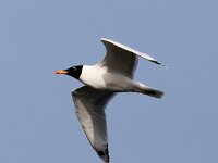Larus ichthyaetus 8, Reuzenzwartkopmeeuw, Saxifraga-Henk Baptist