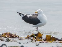 Larus marinus 54, Grote mantelmeeuw, adult, Saxifraga-Theo Verstrael