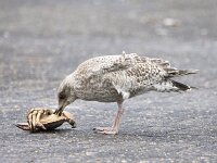 Larus marinus 55, Grote mantelmeeuw, 2e kj, Saxifraga-Theo Verstrael