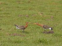 Limosa limosa 100, Grutto, Saxifraga-Jan Nijendijk