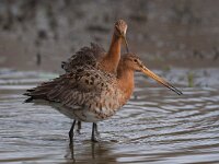Limosa limosa 109, Grutto, Saxifraga-Bart Vastenhouw
