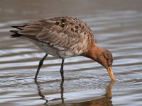 Limosa limosa 110, Grutto, Saxifraga-Bart Vastenhouw