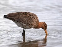 Limosa limosa 113, Grutto, Saxifraga-Bart Vastenhouw