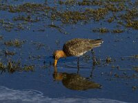 Limosa limosa 119, Grutto, Saxifraga-Jan Nijendijk