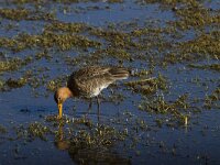 Limosa limosa 123, Grutto, Saxifraga-Jan Nijendijk