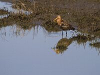 Limosa limosa 125, Grutto, Saxifraga-Jan Nijendijk