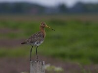 Limosa limosa 126, Grutto, Saxifraga-Jan Nijendijk