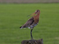 Grutto's  Grutto in de Arkemheenpolder : Limosa limosa
