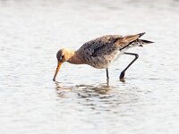 Limosa limosa 131, Grutto, Saxifraga-Bart Vastenhouw