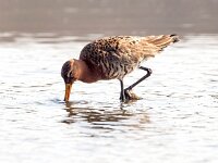 Limosa limosa 134, Grutto, Saxifraga-Bart Vastenhouw