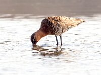 Limosa limosa 135, Grutto, Saxifraga-Bart Vastenhouw