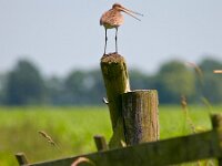 Grutto zit te roepen op een hek  Een alarmerende Grutto zit te roepen op een hek : Grutto, Limosa, Limosa limosa, beschermd, biotoop, dier, fauna, friesland, gras, hek, natuur, natuurbeheer, natuurbeleid, paal, vleugel, vogel, vogels, weidevogel, weidevogelbescherming, weiland, zit, zittend, zoeken