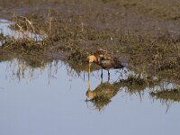 Limosa limosa 138, Grutto, Saxifraga-Jan Nijendijk