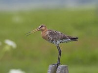 Limosa limosa 140, Grutto, Saxifraga-Jan Nijendijk