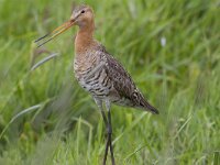Limosa limosa 142, Grutto, Saxifraga-Jan Nijendijk