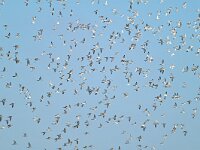 Limosa limosa 143, Grutto, Saxifraga-Tom Heijnen