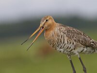 Limosa limosa 148, Grutto, Saxifraga-Jan Nijendijk