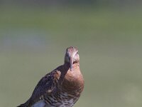 Limosa limosa 149, Grutto, Saxifraga-Jan Nijendijk