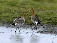 Limosa limosa 15, Grutto, display, Saxifraga-Piet Munsterman