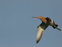 Limosa limosa 17, Grutto, Saxifraga-Luc Hoogenstein