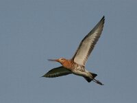 Limosa limosa 19, Grutto, Saxifraga-Luc Hoogenstein