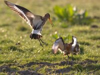 Grutto; Black-tailed Godwit; Limosa limosa  Grutto; Black-tailed Godwit; Limosa limosa