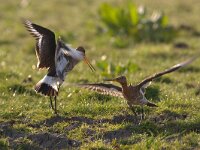Grutto; Black-tailed Godwit; Limosa limosa  Grutto; Black-tailed Godwit; Limosa limosa