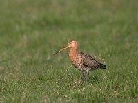 Grutto; Black-tailed Godwit; Limosa limosa  Grutto; Black-tailed Godwit; Limosa limosa