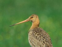 Limosa limosa 30, Grutto, female, Saxifraga-Mark Zekhuis