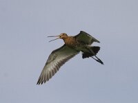 Limosa limosa 34, Grutto, Saxifraga-Mark Zekhuis
