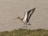 Limosa limosa 43, Grutto, Saxifraga-Piet Munsterman