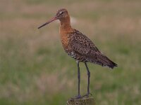 Grutto  Grutto in de Arkemheenpolder