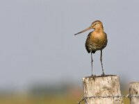 Grutto; Black-tailed Godwit  Grutto; Black-tailed Godwit : Bedreigde vogel, IUCN Red List, Near threatened species, beschermde soort, breeding bird, meadow bird, protected species, summer visitor