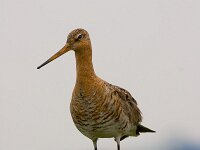 Limosa limosa 5, Grutto, Saxifraga-Jan Nijendijk