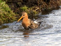 Limosa limosa 52, Grutto, Saxifraga-Piet Munsterman