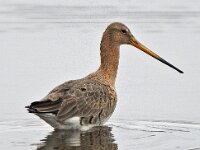 Grutto #46589 : Grutto, Black-tailed Godwit, Limosa limosa