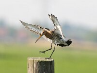 Limosa limosa 60, Grutto, Saxifraga-Piet Munsterman