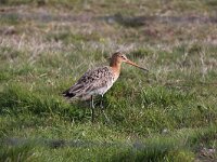 Limosa limosa 63, Grutto, Saxifraga-Peter Meininger