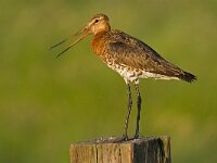 Limosa limosa 64, Grutto, Saxifraga-Rik Kruit