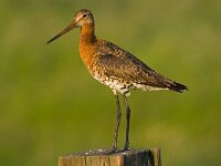Limosa limosa 65, Grutto, Saxifraga-Rik Kruit