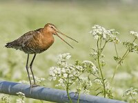 Limosa limosa 69, Grutto, Saxifraga-Rik Kruit