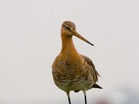 Limosa limosa 7, Grutto, Saxifraga-Jan Nijendijk